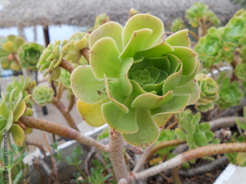 Succulent plant thriving in coastal garden setting photo