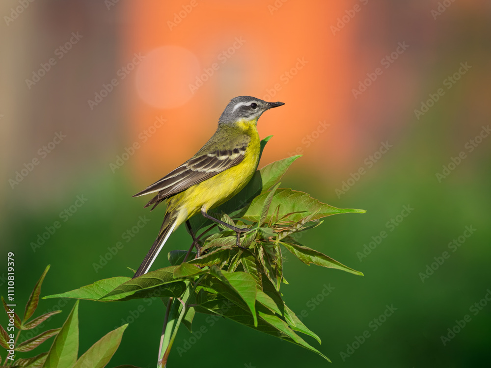 Obraz premium Male of Western yellow wagtail perching on a branch. The smallest representative in the wagtail family. Bird watching. Ornithology. Close-up