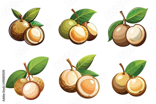 Set of Longan fruit vector illustrations isolated on a white background