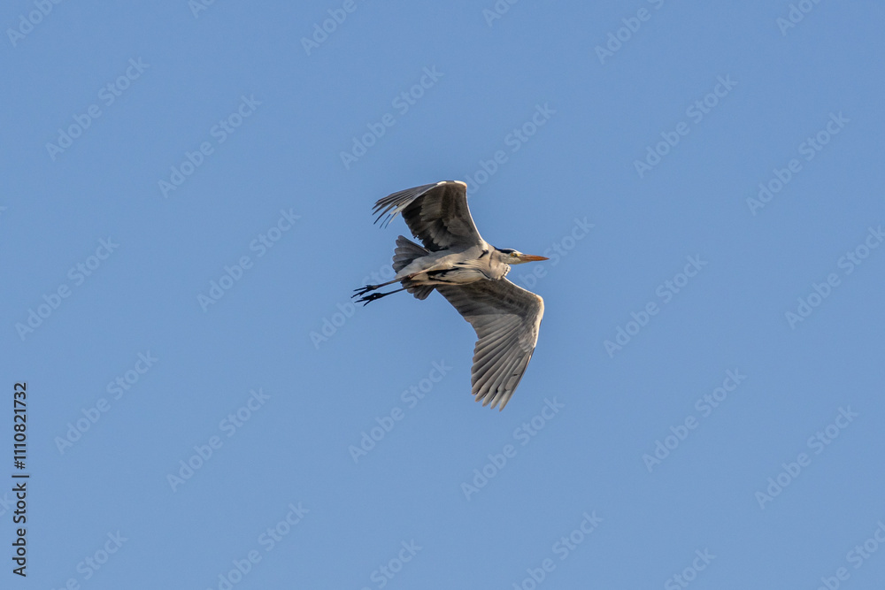 Airone cinerino, Ardea cinerea, nell'oasi naturalistica di Manzolino. Airone cinerino, Ardea cinerea, nell'oasi naturalistica di Manzolino.