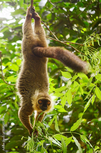 Sanford’s brown lemur hanging upside down