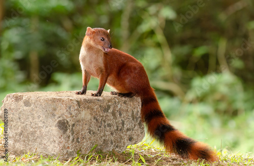ring-tailed vontsira, Galidia elegans, or ring-tailed mongoose