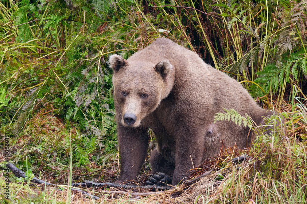 Fototapeta premium Alaskan Brown Bear sitting among the grass in Big River Lakes, Alaska, USA
