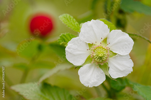 Flower and ripe fruit of strawberry