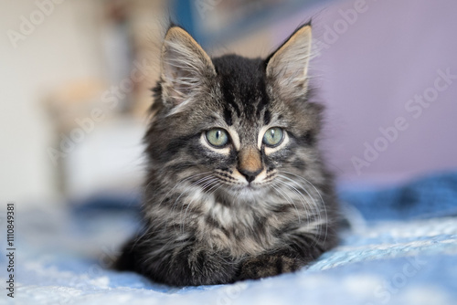 gatto