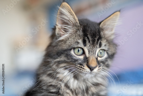 gatto domestico