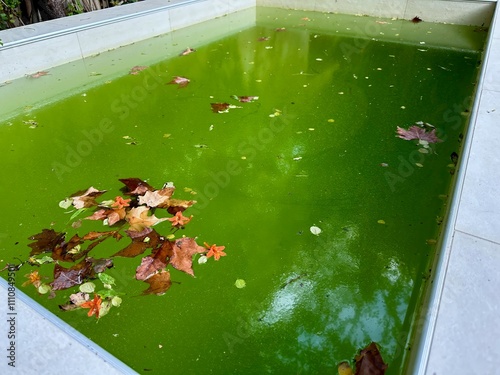 Abandoned Swimming Pool with Green Algae and Fallen Autumn Leaves Reflecting Trees and Sky in a Tranquil Outdoor Setting