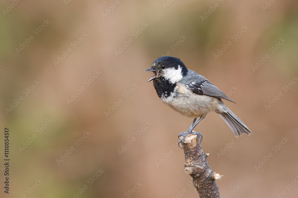 Charcoal tit with the scientific name of (Periparus ater). Small black-headed bird perched on a branch singing. Charcoal tit with the scientific name of (Periparus ater). Small black-headed bird perched on a branch singing.