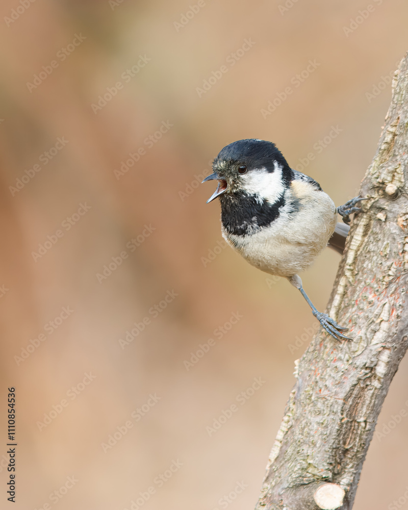 Naklejka premium Charcoal tit with the scientific name of (Periparus ater). Small black-headed bird perched on a branch singing.