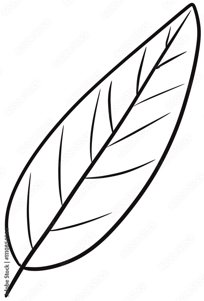 feather isolated on white background feather isolated on white background