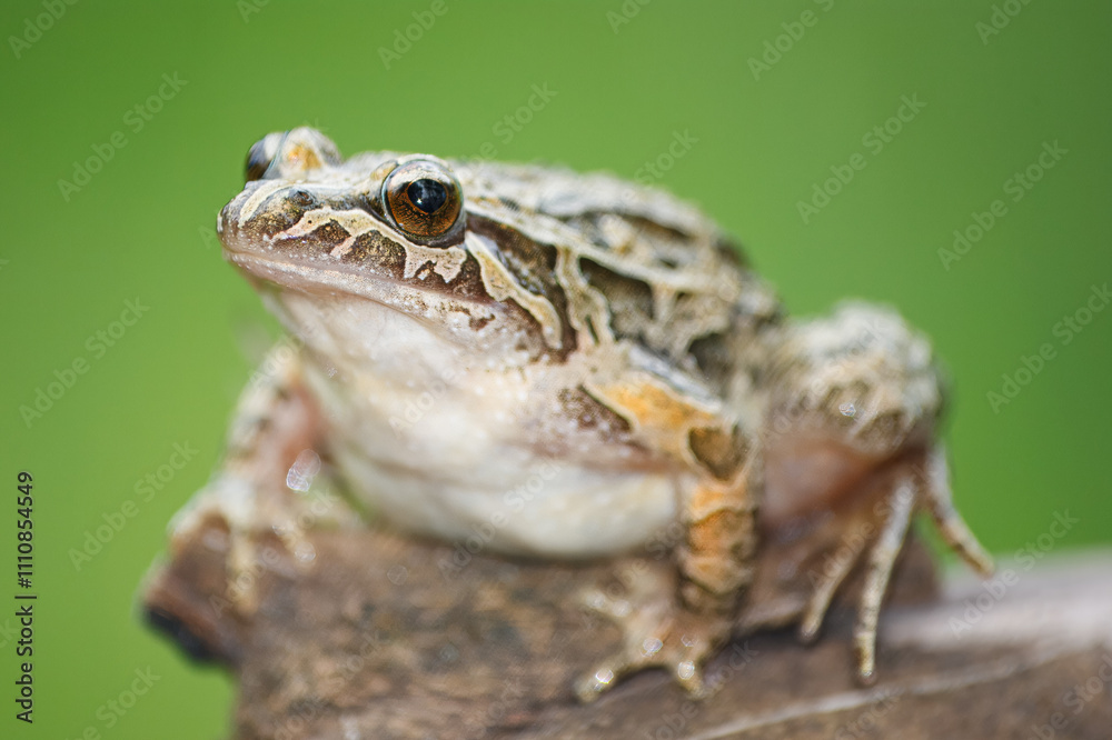 Pointed-snouted frog with the scientific name of (Discoglossus galganoi). It is a species of frog from the Discoglossidae family. A frog on top of a rock. Pointed-snouted frog with the scientific name of (Discoglossus galganoi). It is a species of frog from the Discoglossidae family. A frog on top of a rock.