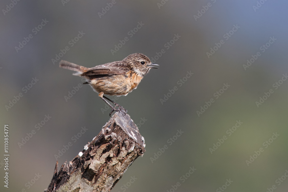 Stonechat with the common name of (Saxicola rubicola). Juvenile bird perched on top of a tree trunk. Stonechat with the common name of (Saxicola rubicola). Juvenile bird perched on top of a tree trunk.