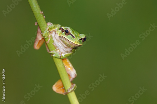 European tree frog (Hyla arborea), also known as tree frog. Can be seen on humid and cloudy days