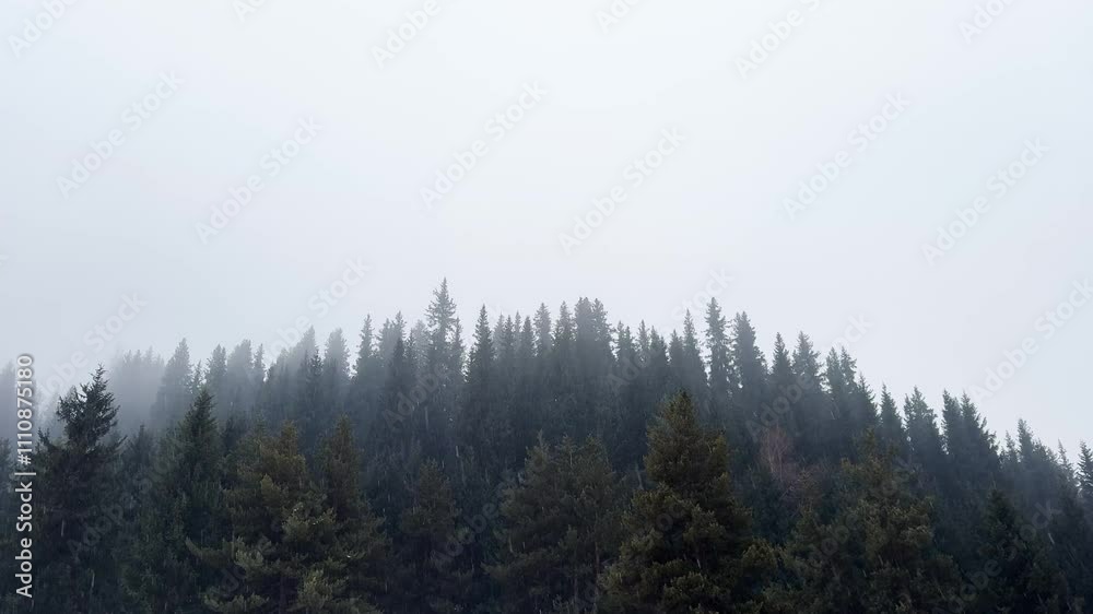 A misty forest scene in the mountains of Almaty, Kazakhstan. Dense evergreen trees emerge from thick fog, creating a mysterious and tranquil atmosphere. A misty forest scene in the mountains of Almaty, Kazakhstan. Dense evergreen trees emerge from thick fog, creating a mysterious and tranquil atmosphere.