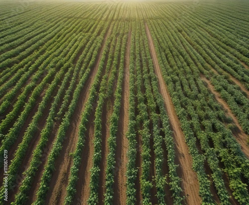 Aerial view of a field with climbing bean vines on the horizon, bean, agriculture, vines photo