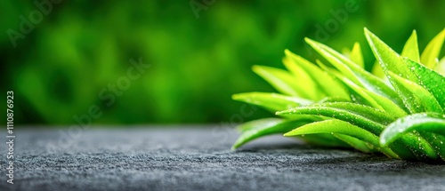 Green aloe vera leaves with water drops