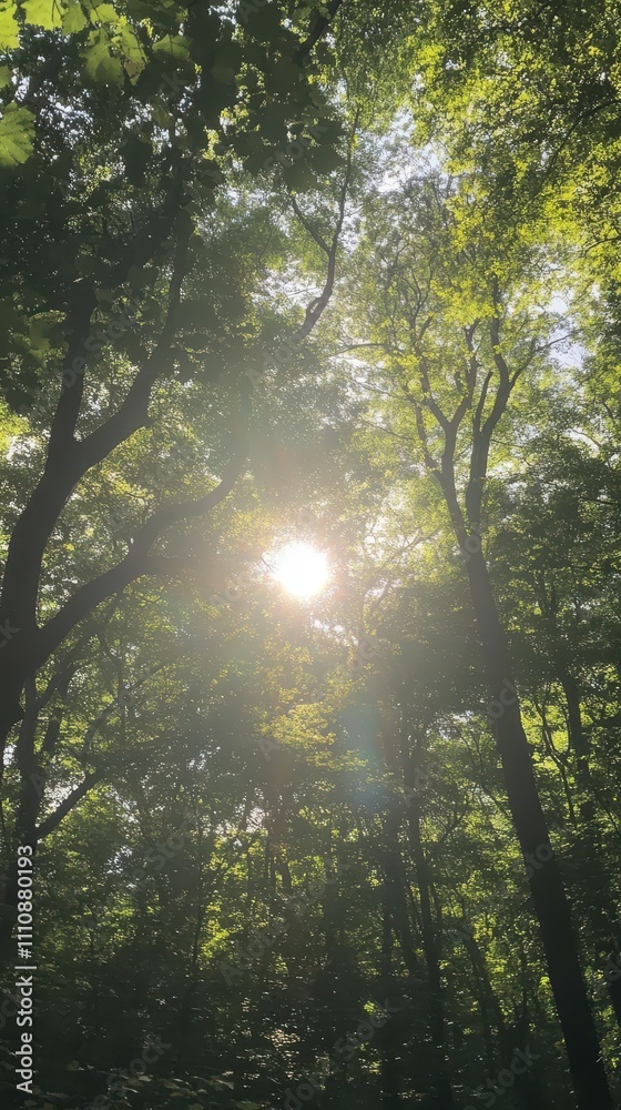 Fototapeta premium Ground level serenity sunlight filtering through an enchanted forest canopy