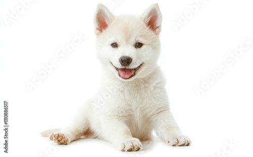 A delightful fluffy puppy with blue eyes, sitting against a white background, displaying a playful and curious expression, great for animal lovers and pet enthusiasts.