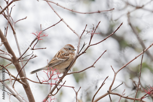 A solitary sparrow peacefully rests on delicate branches, beautifully reflecting the serene quietness of winter