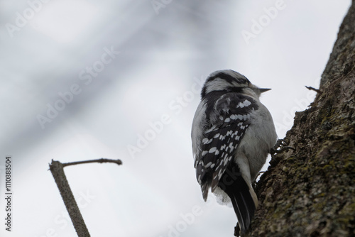 An elegant woodpecker perches on a tree, showcasing its distinctive plumage amidst a serene backdrop.