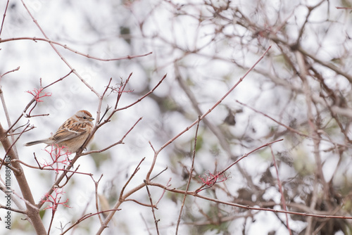 A solitary and lonely little bird sits quietly on thin, delicate branches amidst a serene winter backdrop