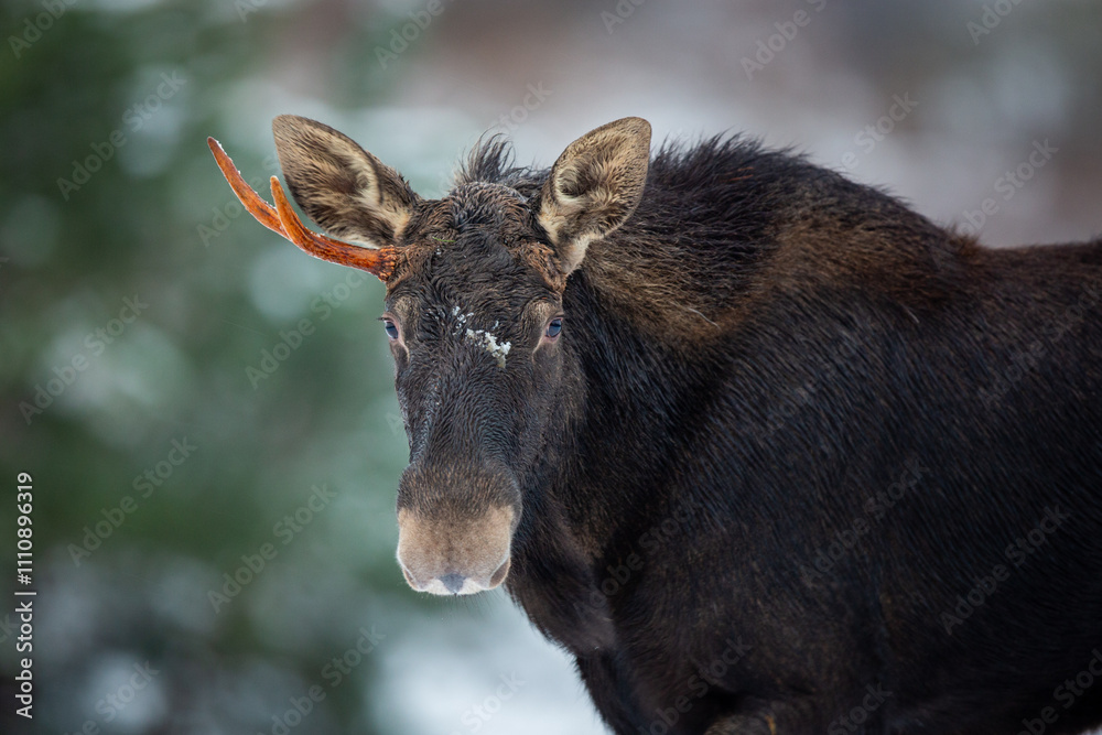 Mammal - bull moose (Alces) Mammal - bull moose (Alces)