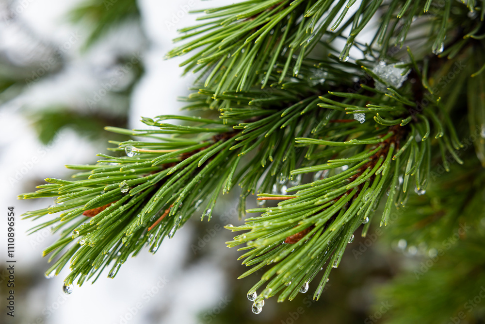 Branches of a pine. Branches of a pine.