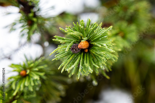 Close up of pine needles. photo