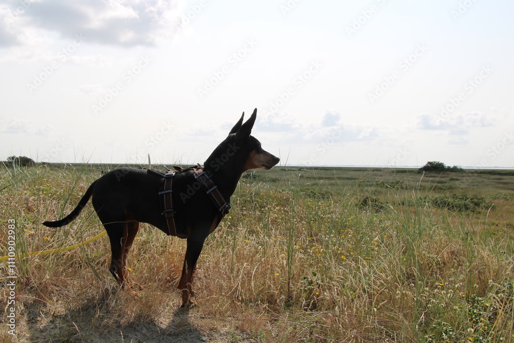 Salt marshes on Spiekeroog and black dog (German Pincher) Salt marshes on Spiekeroog and black dog (German Pincher)