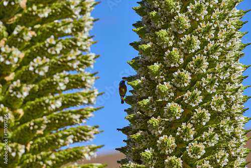 The Puya Raimondi, a giant of the Andean highlands, stands tall at Quebrada Pastoruri. With its spiky elegance and unique presence, it’s a testament to the resilience of life at high altitudes.