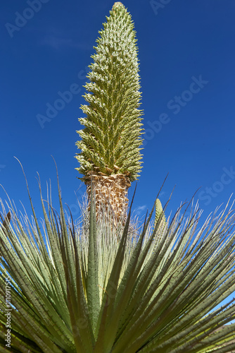 The Puya Raimondi, a giant of the Andean highlands, stands tall at Quebrada Pastoruri. With its spiky elegance and unique presence, it’s a testament to the resilience of life at high altitudes. photo