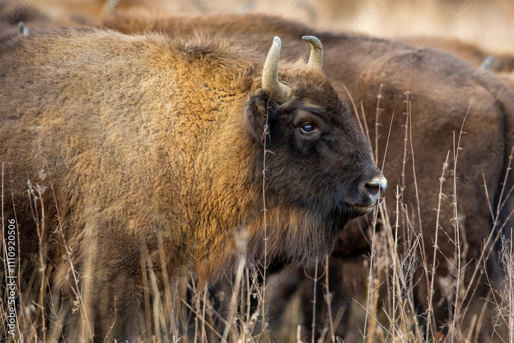 Fototapeta premium European bison - Bison bonasus in the Knyszyn Forest