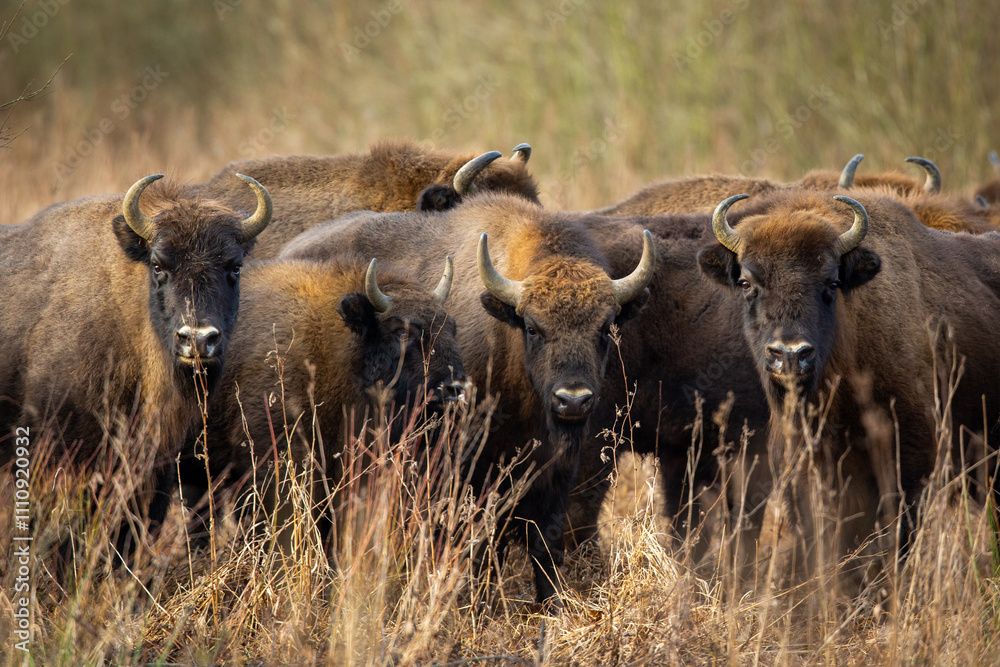 European bison - Bison bonasus in the Knyszyn Forest