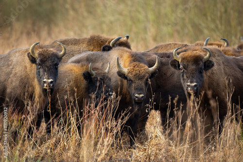 European bison - Bison bonasus in the Knyszyn Forest photo