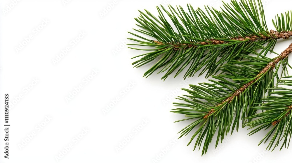 A photostock of lush green pine branches with detailed textures, isolated on a clean white background, great for holiday, winter, or natural-themed concepts. High Quality A photostock of lush green pine branches with detailed textures, isolated on a clean white background, great for holiday, winter, or natural-themed concepts. High Quality