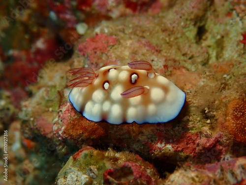 ウミウシはその色鮮やかな姿、形から海の宝石と呼ばれています。 photo