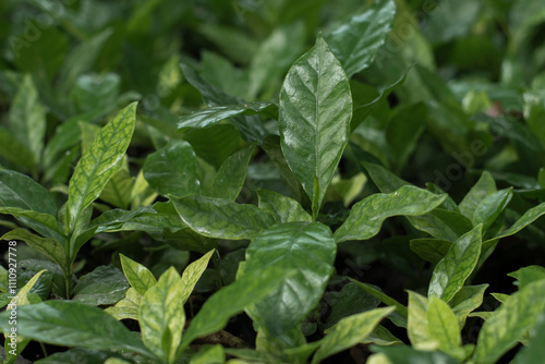 Banner Agriculture Green coffee tree growing berry bean plant. Coffee tree farm growth in eco organic garden. Panorama Fresh coffee bean green leaf bush berry plant arabica garden with copy space.