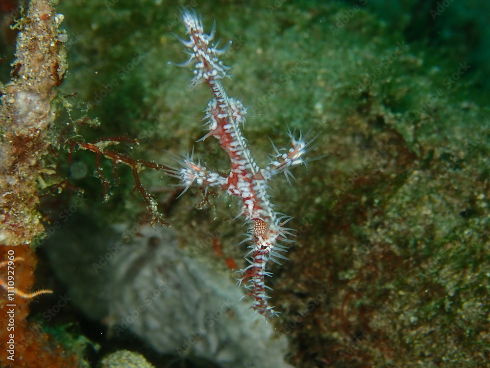 ウミウシはその色鮮やかな姿、形から海の宝石と呼ばれています。