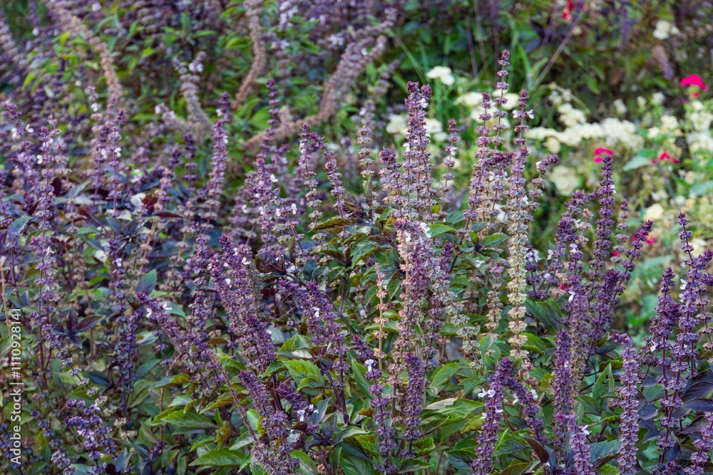 Obraz premium Close-up image of a lavender plant with purple, elongated flowers and lush green foliage Varying intensities of purple color among the flowers Blurred background suggests a garden or cultivated are