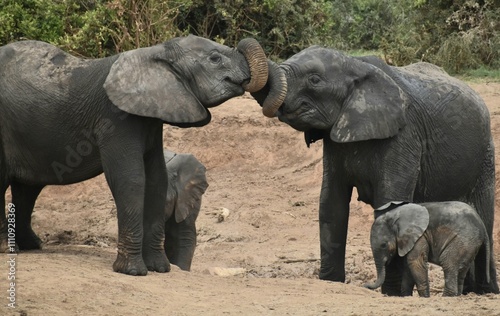 Female african elephants sharing a tender moment 