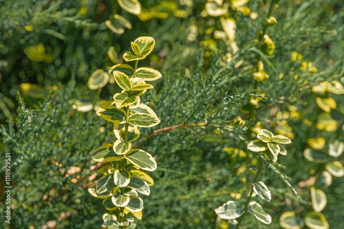 Close-up photograph of a yellow-leafed plant, with vibrant, fresh or changing leaves, distinct veining and edges, central stem, surrounding green foliage, natural light, outdoor setting, no text photo