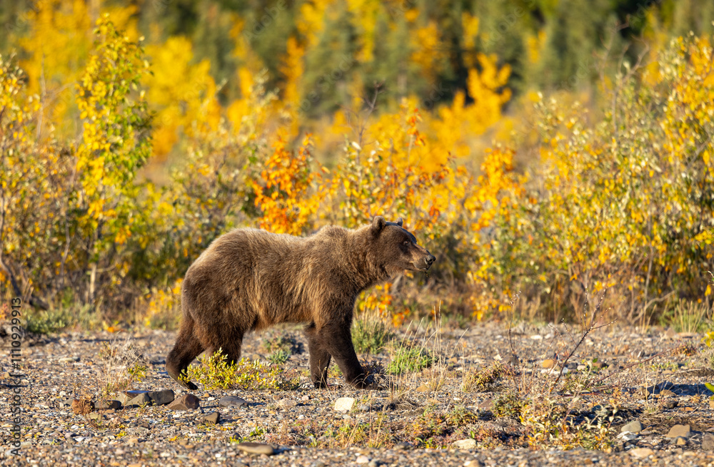 Fototapeta premium Grizzly Bear in Denali National Park Alaska in Autumn