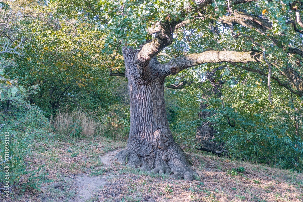 Fototapeta premium A mature tree with a twisted trunk, lush foliage, and signs of decay or lichen growth The image captures the tree in a forest during active plant growth possibly spring or summer Lighting highlig