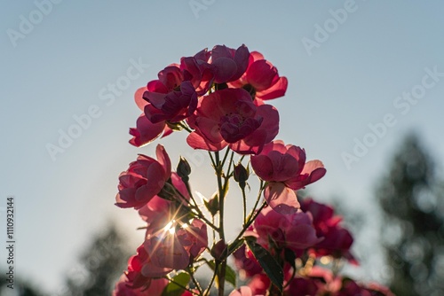 A picturesque nature scene featuring an arch of pink roses with a blurred tree background and bright sun rays illuminating them, hinting at a sunrise or sunset photo