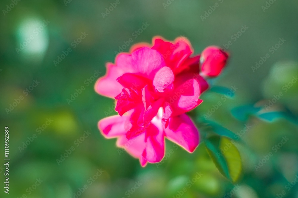 Obraz premium Close-up photograph of a healthy pink rose against natural greenery, showcasing various shades of pink and soft lighting