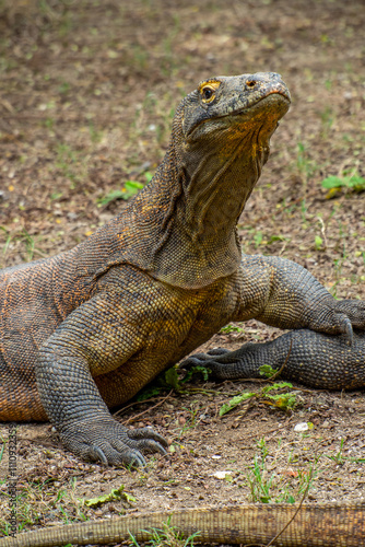 The Komodo dragon (Varanus komodoensis), also known as the Komodo monitor, is a large reptile of the monitor lizard family Varanidae that is endemic to the Indonesian islands of Komodo