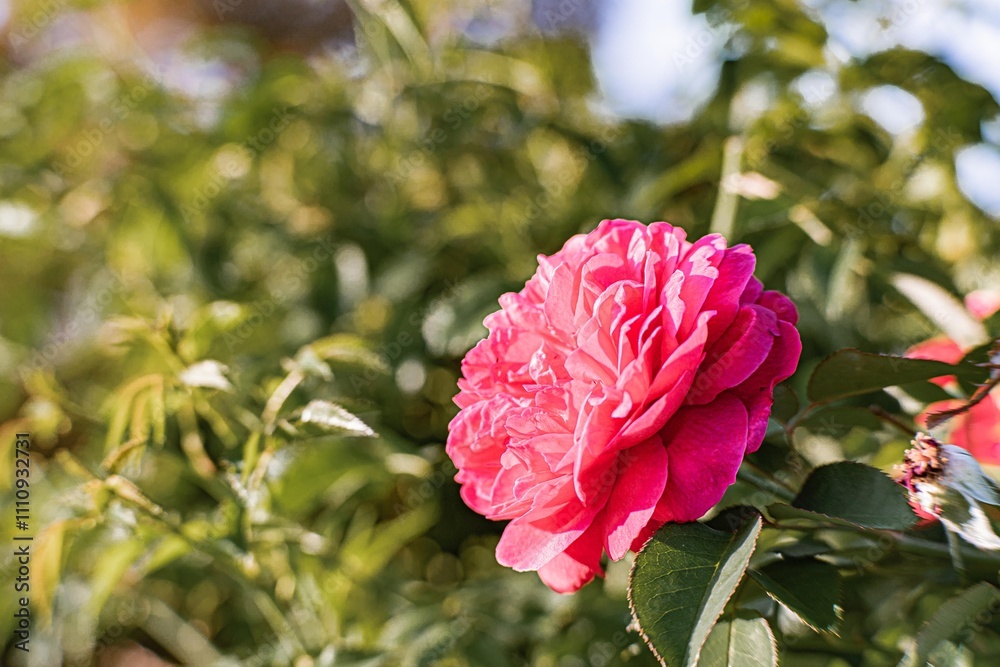 Fototapeta premium A close-up image of a single pink peony flower in bloom, with an intricate circular petal arrangement and contrasting yellow stamens Blurred green background suggests other plants or foliage