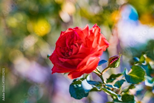 A vibrant red rose with delicate petals, lush green stem, and surrounding leaves, some hinting at change Background suggests a natural setting like a garden Lighting implies daylight Shallow depth photo