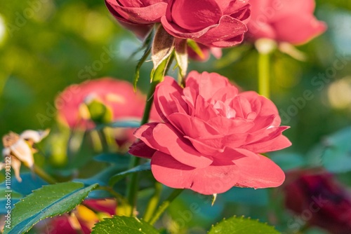 A close-up image of red roses, with central focus on a larger, sharper rose Soft background suggests outdoor setting photo