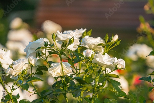 Close-up of several blooming white roses, with green leaves in lush background Buds at various stages of development, sunlight filtering through foliage, naturalistic style focusing on botanical bea photo